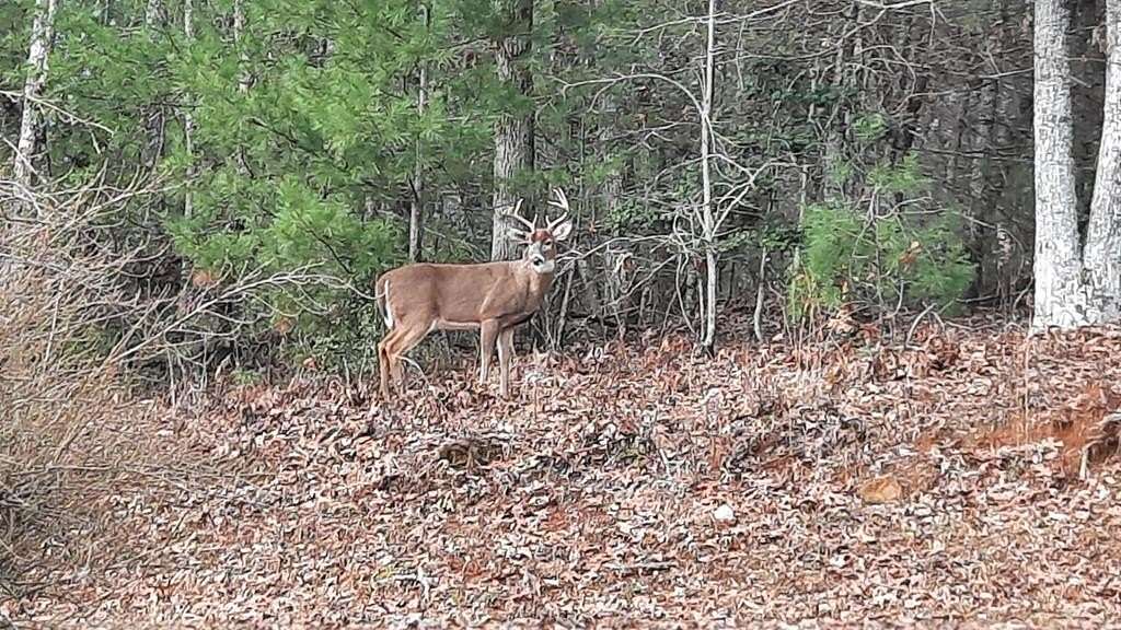 1 Acre of Residential Land for Sale in Blue Ridge, Georgia