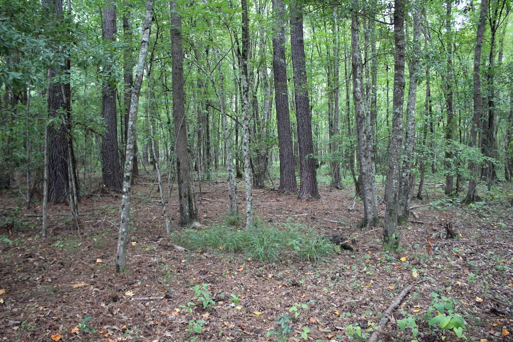 25 Acres of Recreational Land & Farm for Sale in Walterboro, South Carolina