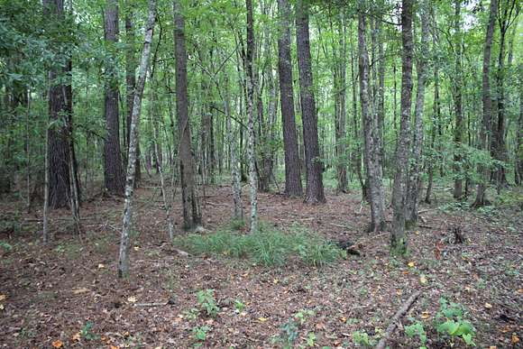 25 Acres of Recreational Land & Farm for Sale in Walterboro, South Carolina