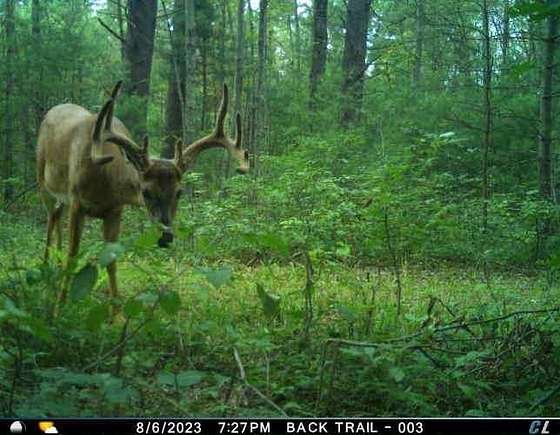 120 Acres of Recreational Land for Sale in Stevens Point, Wisconsin