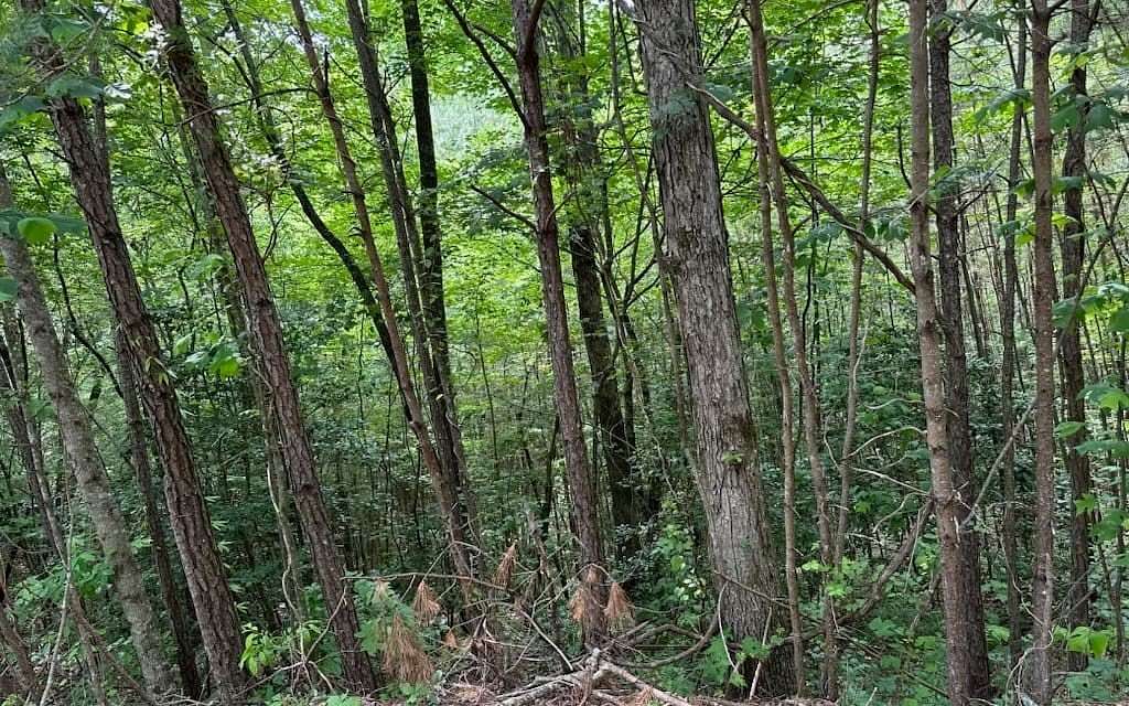 2 Acres of Land for Sale in Ellijay, Georgia