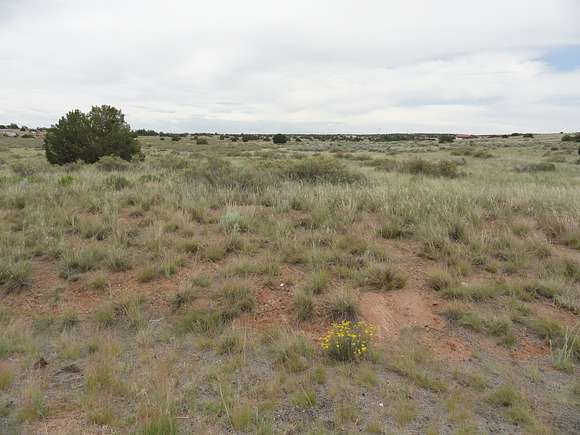 Native Juniper Trees, Piñon Trees, Brittlebush Flowers, Sagebrush, Prairie Grass