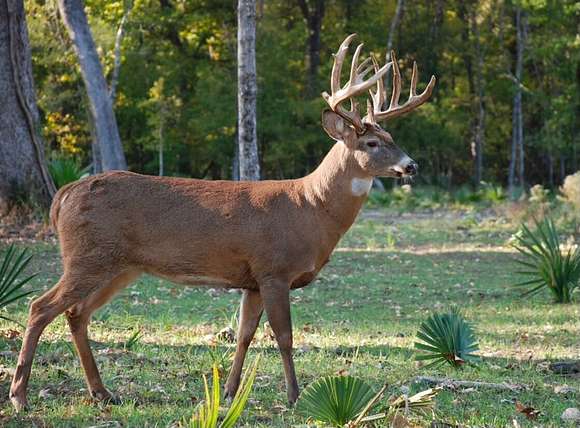 1,536 Acres of Recreational Land for Sale in Clayton, Louisiana