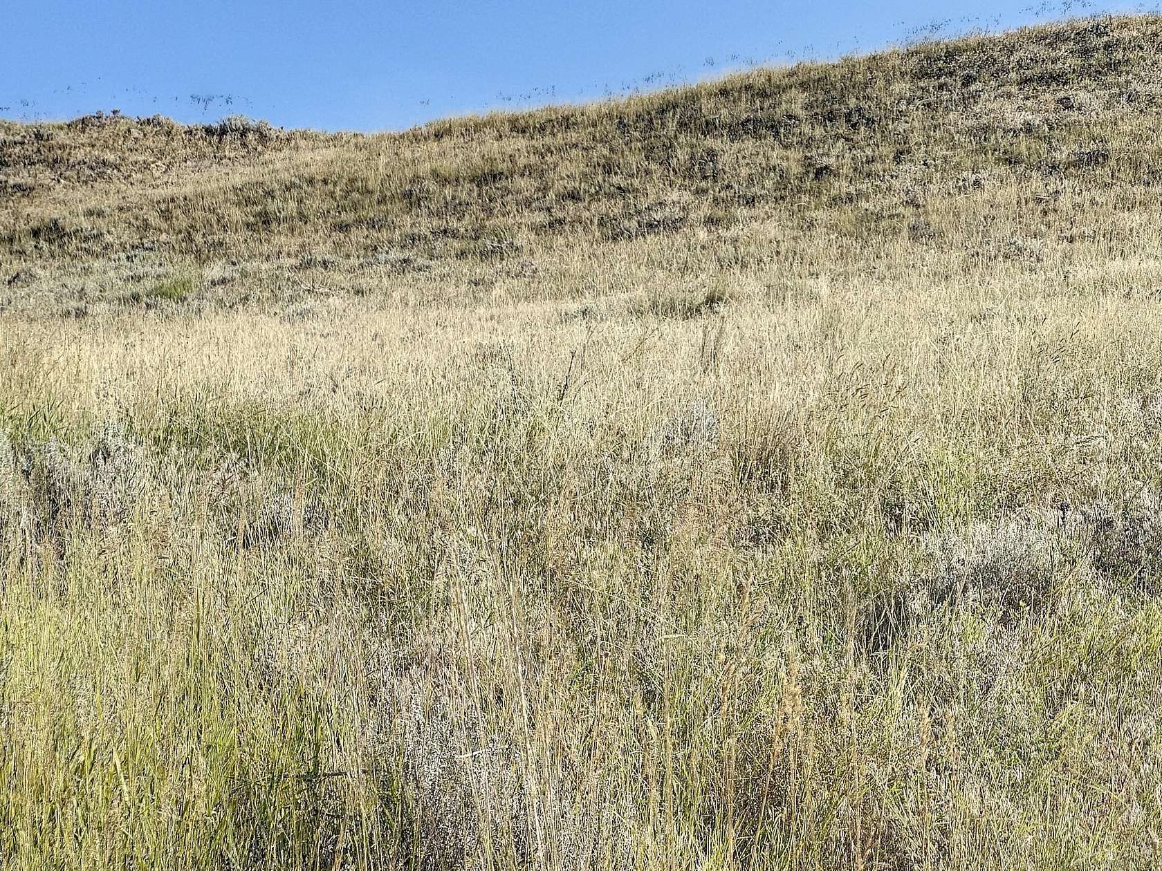 0.24 Acres of Residential Land for Sale in Buffalo, Wyoming