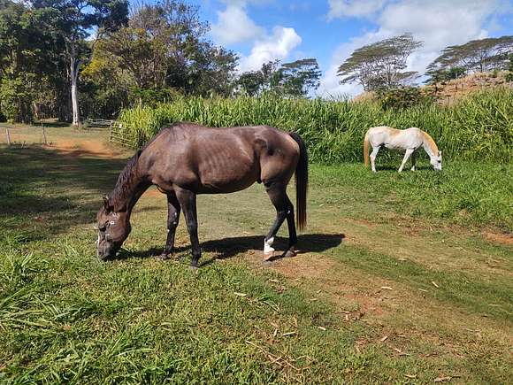 5.66 Acres of Land for Sale in Kapaa, Hawaii