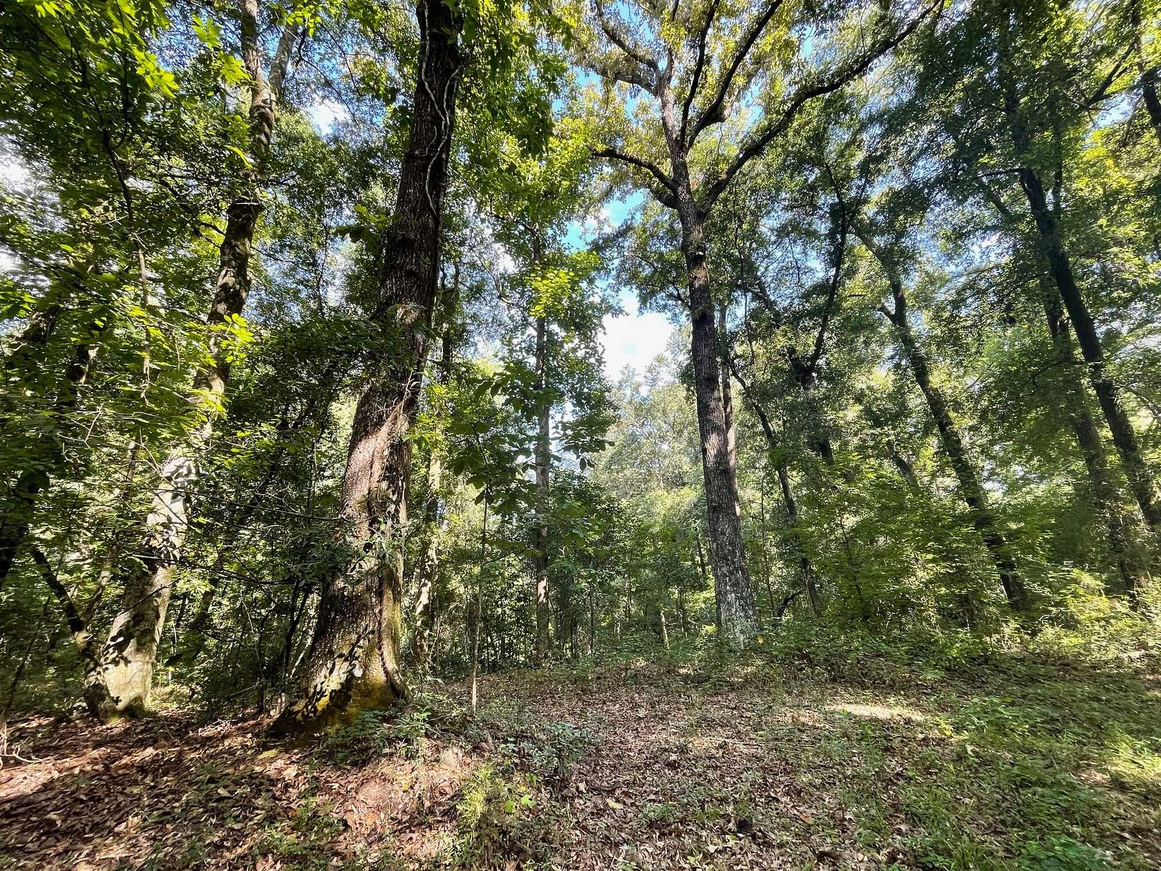 20 Acres of Recreational Land for Sale in Prattville, Alabama