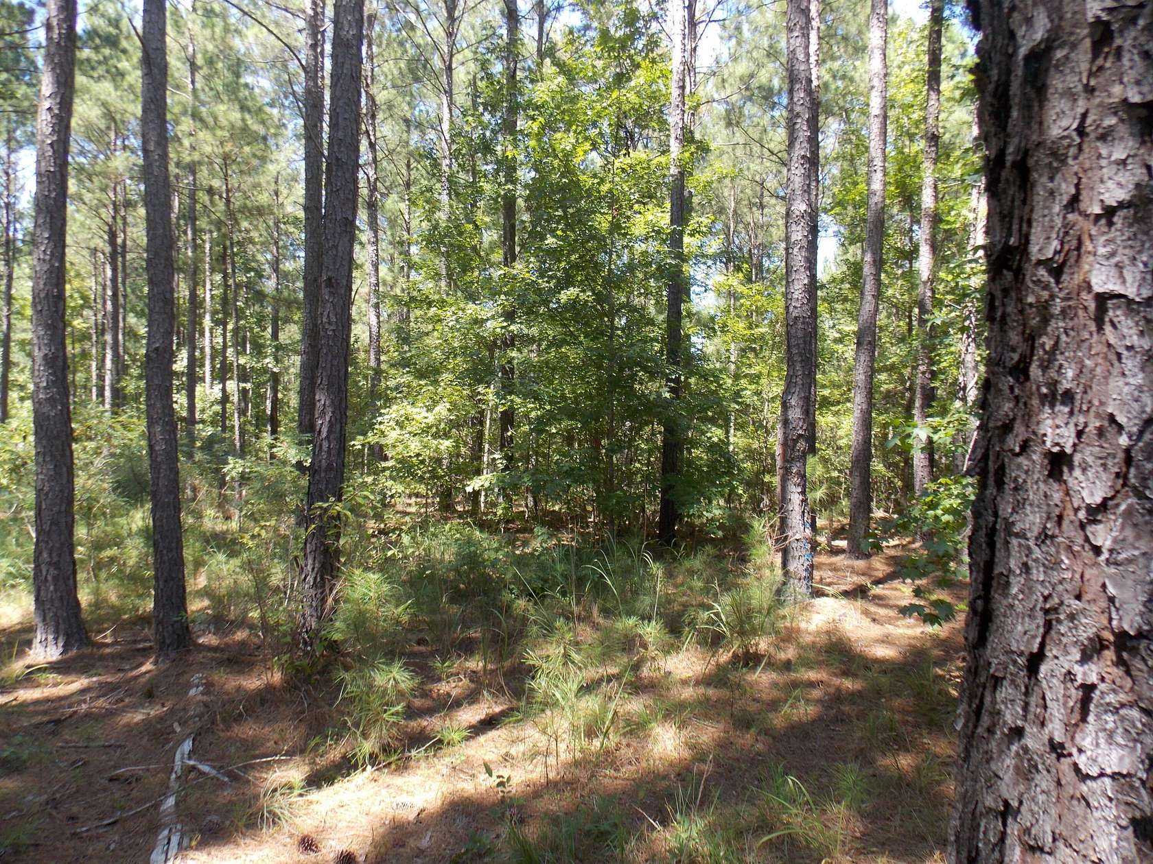 2.2 Acres of Residential Land for Sale in Lincolnton, Georgia