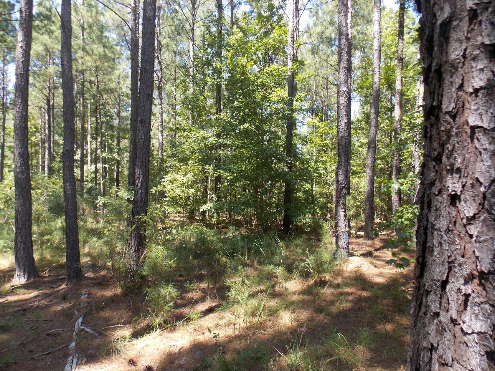 2.2 Acres of Land for Sale in Lincolnton, Georgia