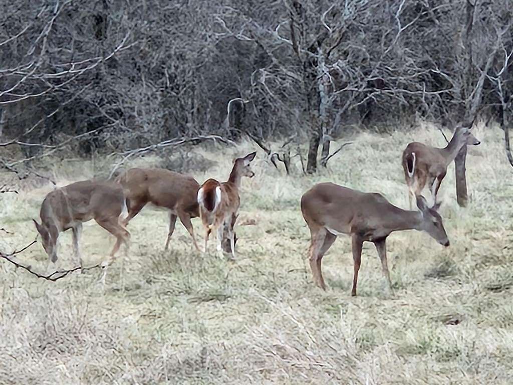 40.7 Acres of Agricultural & Residential Land for Sale in Comanche, Texas