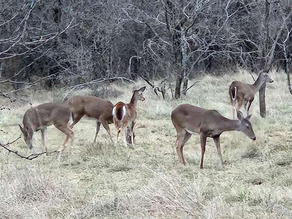 40.7 Acres of Agricultural & Residential Land for Sale in Comanche, Texas