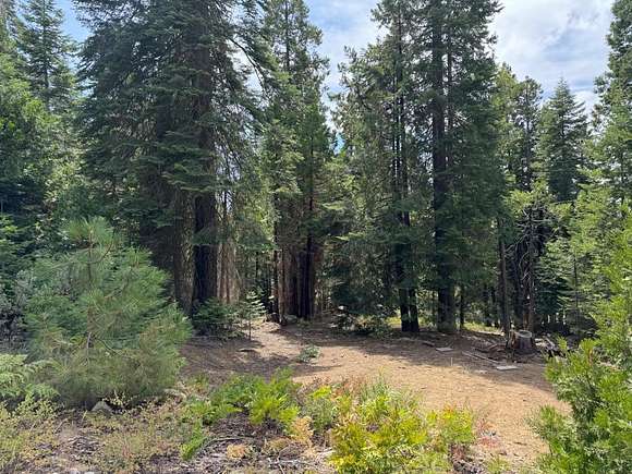 0.564 Acres of Residential Land for Sale in Shaver Lake, California