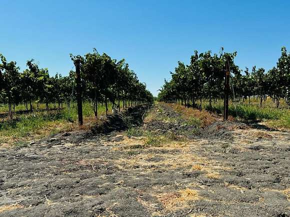 20 Acres of Agricultural Land for Sale in Clarksburg, California