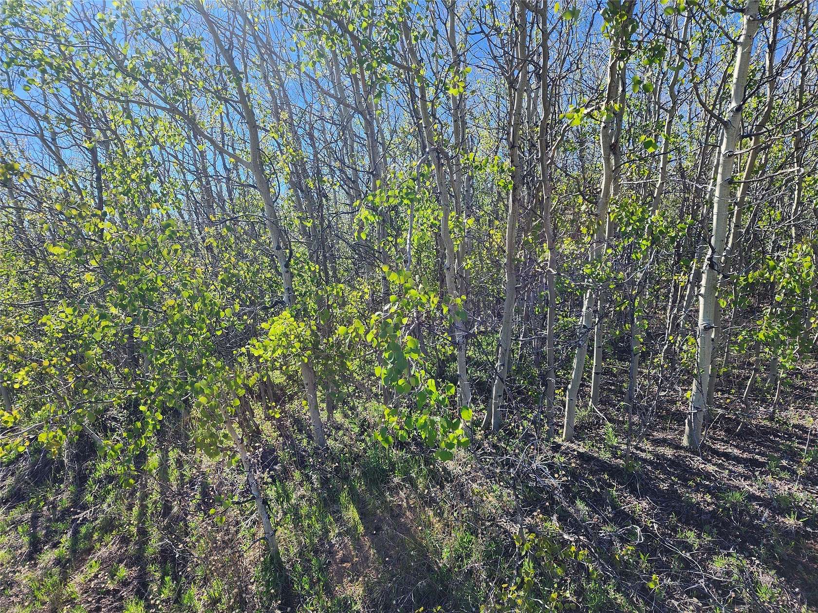 25.3 Acres of Land for Sale in Anaconda, Montana