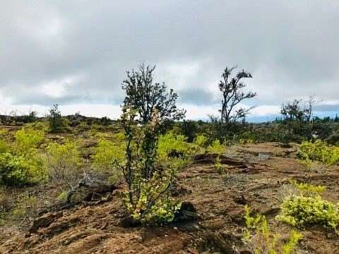 1.001 Acres of Land for Sale in Hawaiian Ocean View, Hawaii