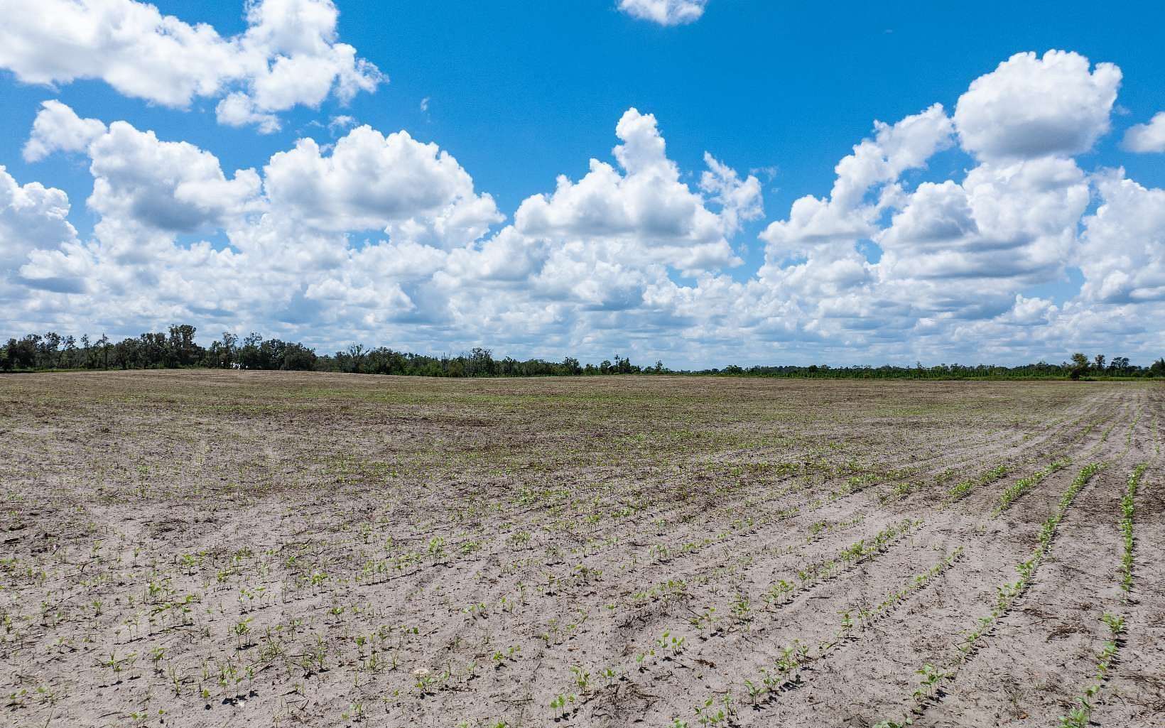 20 Acres of Agricultural Land for Sale in Live Oak, Florida