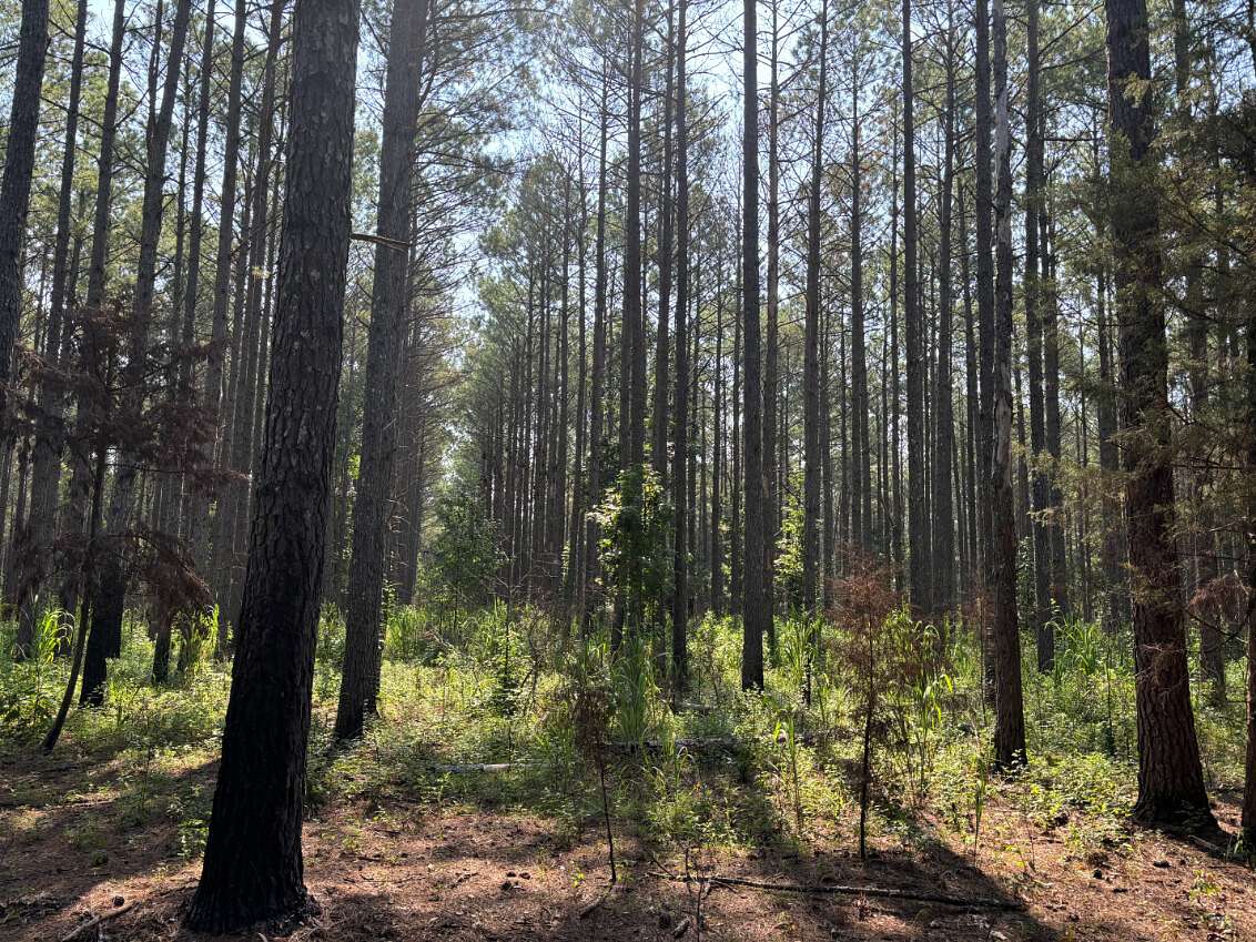 86.44 Acres of Recreational Land for Sale in Okolona, Mississippi