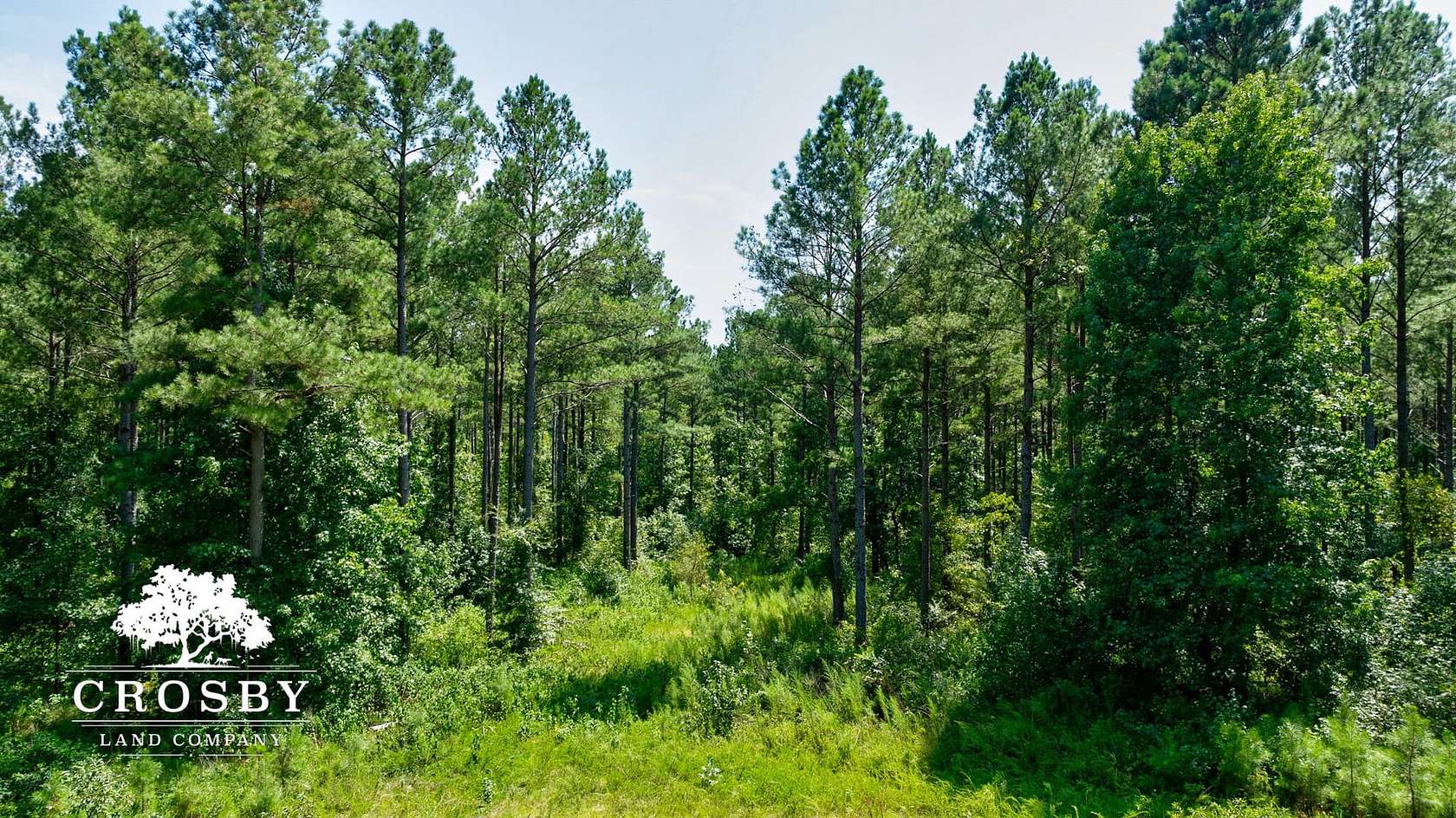 174.5 Acres of Recreational Land for Sale in Carlton, Georgia