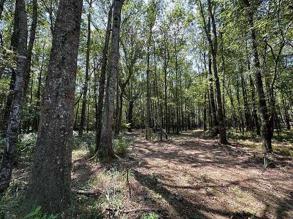 125 Acres of Recreational Land for Sale in Carthage, Mississippi