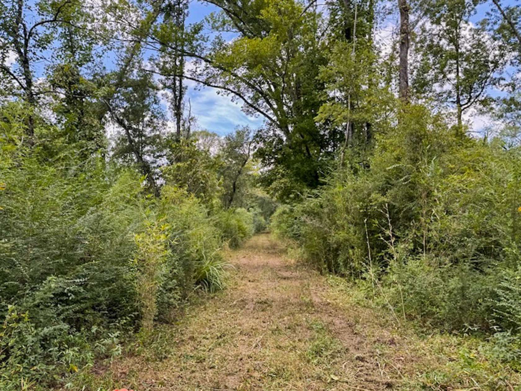 50.2 Acres of Recreational & Residential Land for Sale in Marshall, Texas