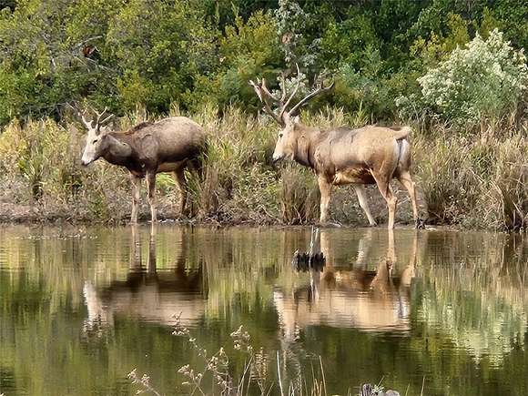 6.814 Acres of Residential Land for Sale in LaRue, Texas