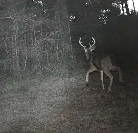 2014 Trail Cam