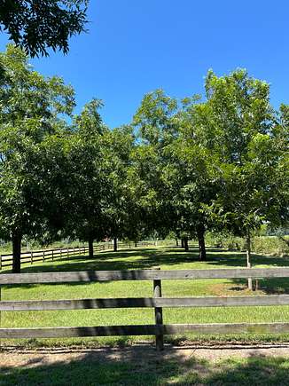 Pecan Trees