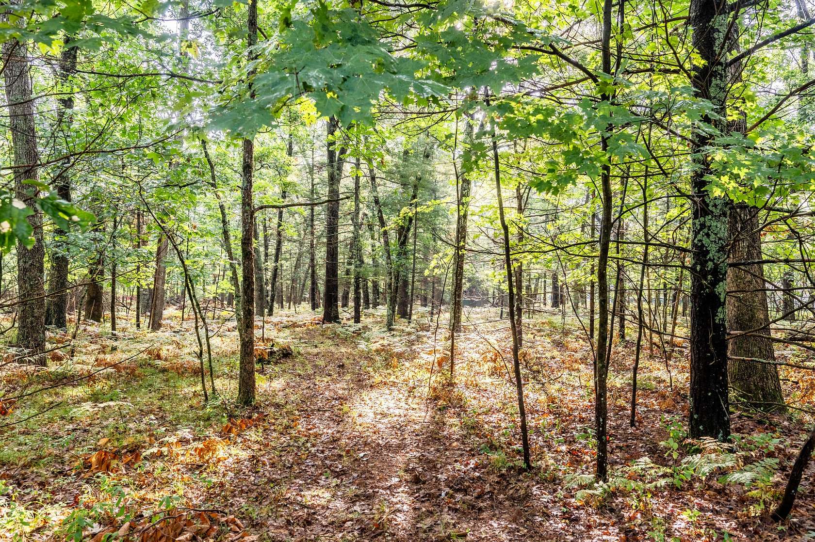 0.25 Acres of Land for Sale in Baldwin, Michigan