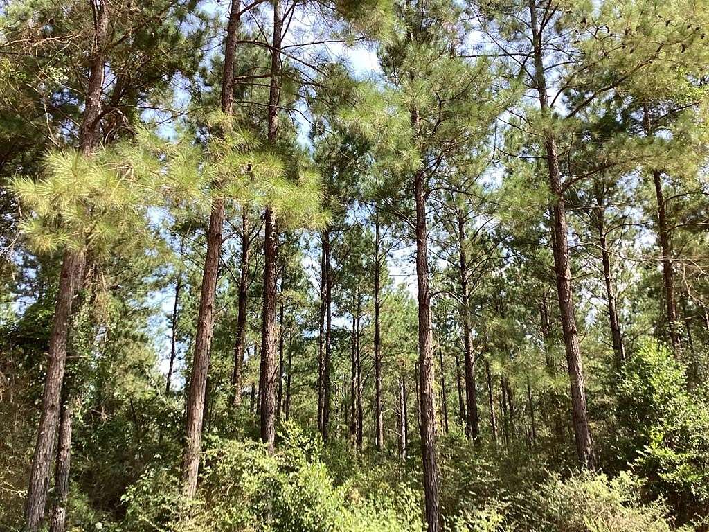 50 Acres of Recreational Land for Sale in Opp, Alabama