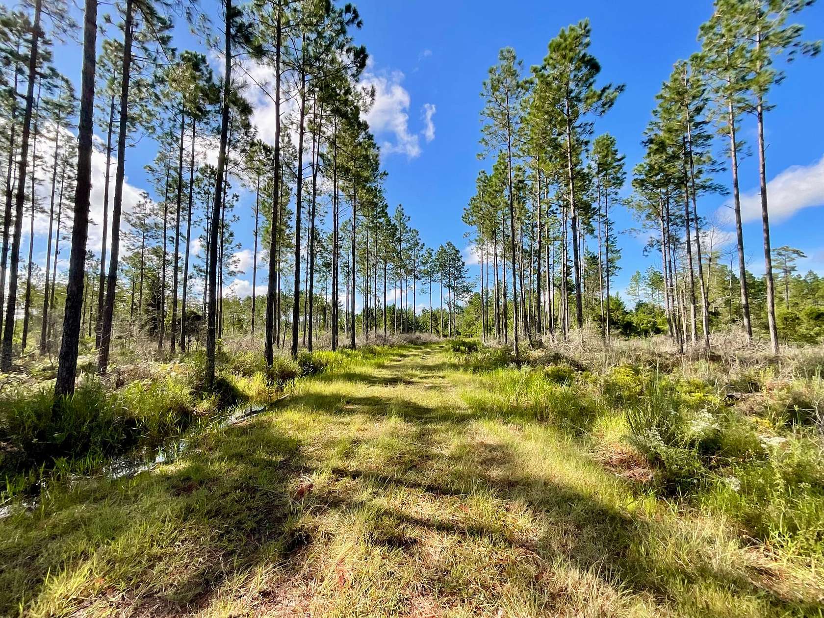 285 Acres of Recreational Land for Sale in Bell, Florida