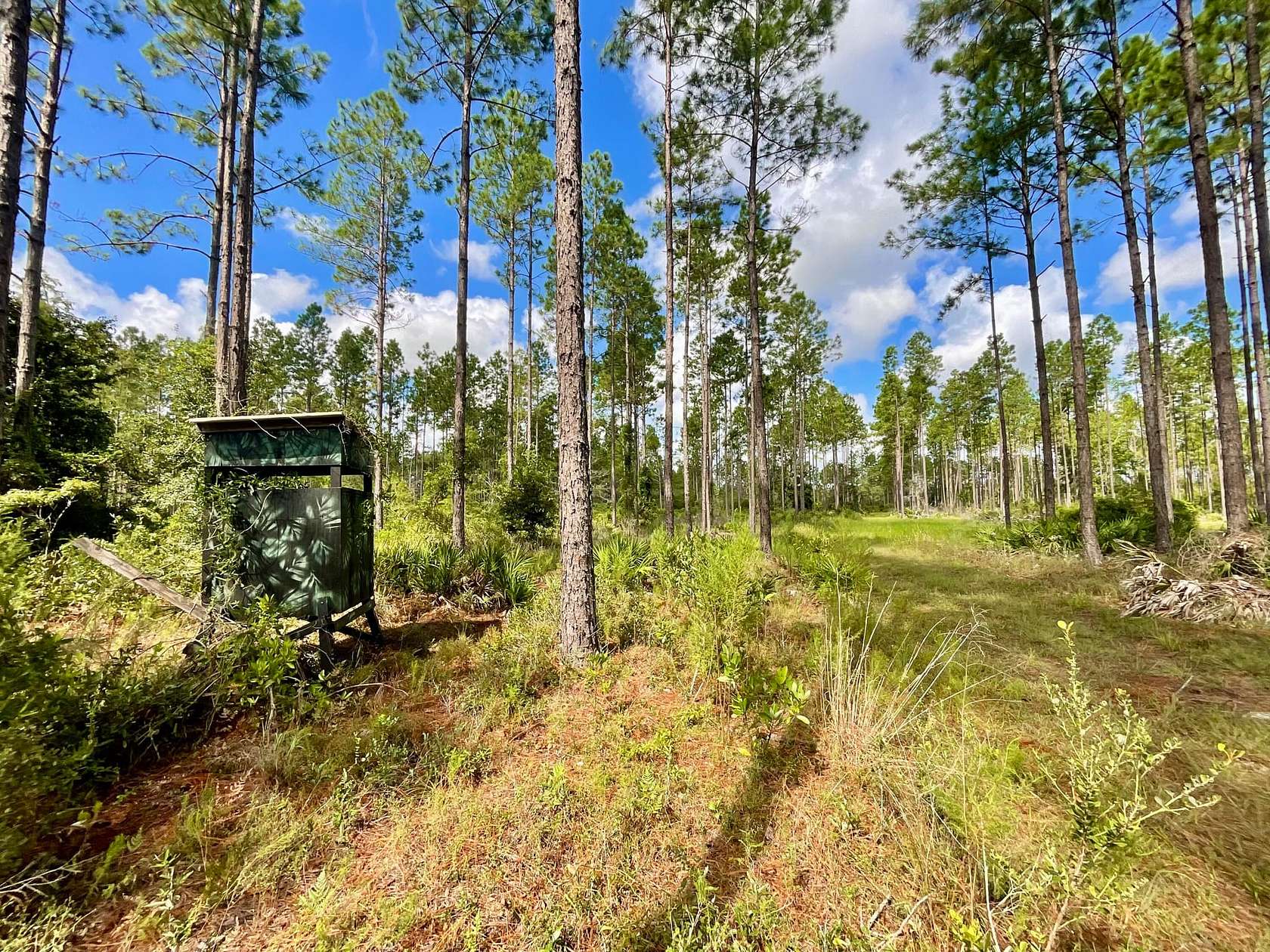 285 Acres of Recreational Land for Sale in Bell, Florida