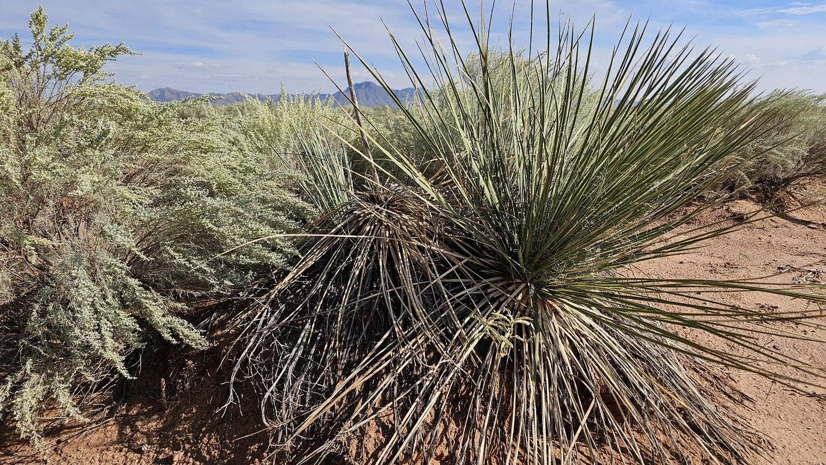 11.82 Acres of Land for Sale in Socorro, New Mexico