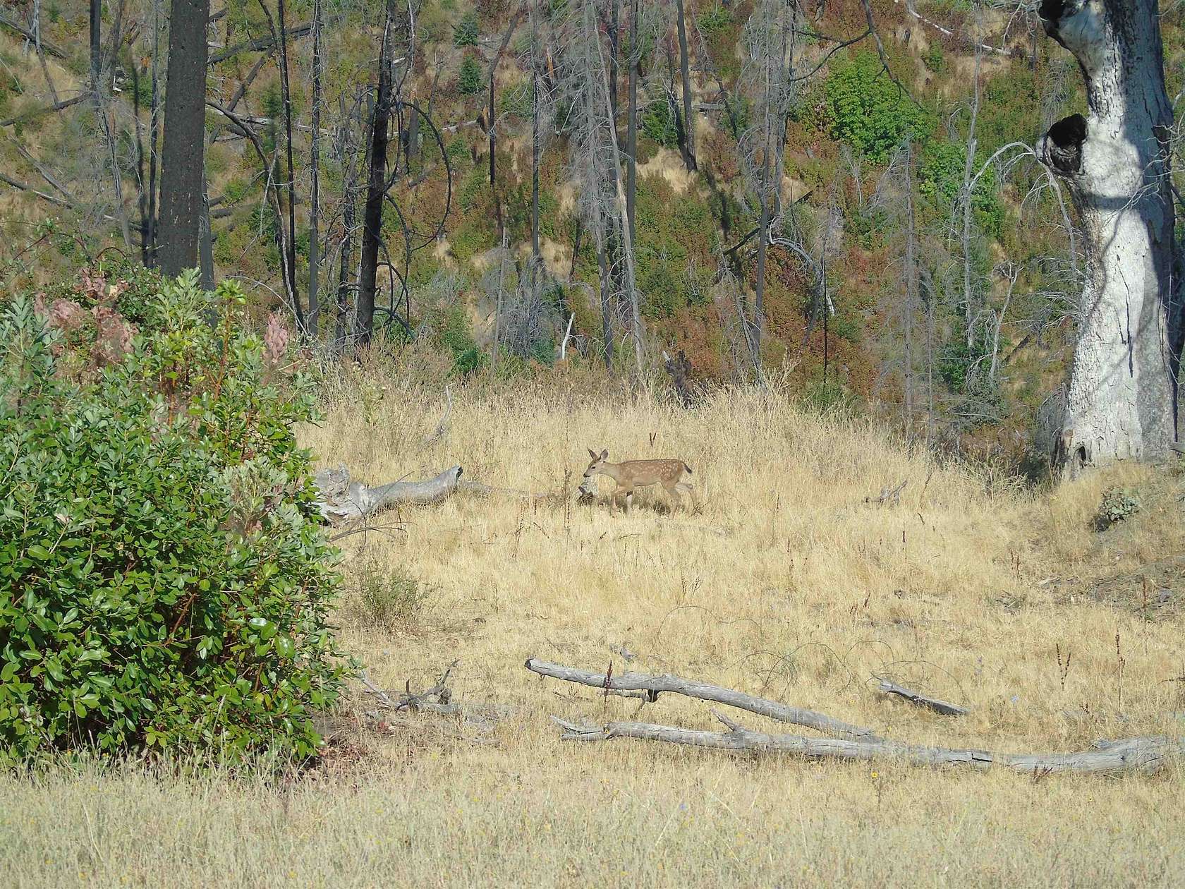 156 Acres of Recreational Land for Sale in Horse Creek, California