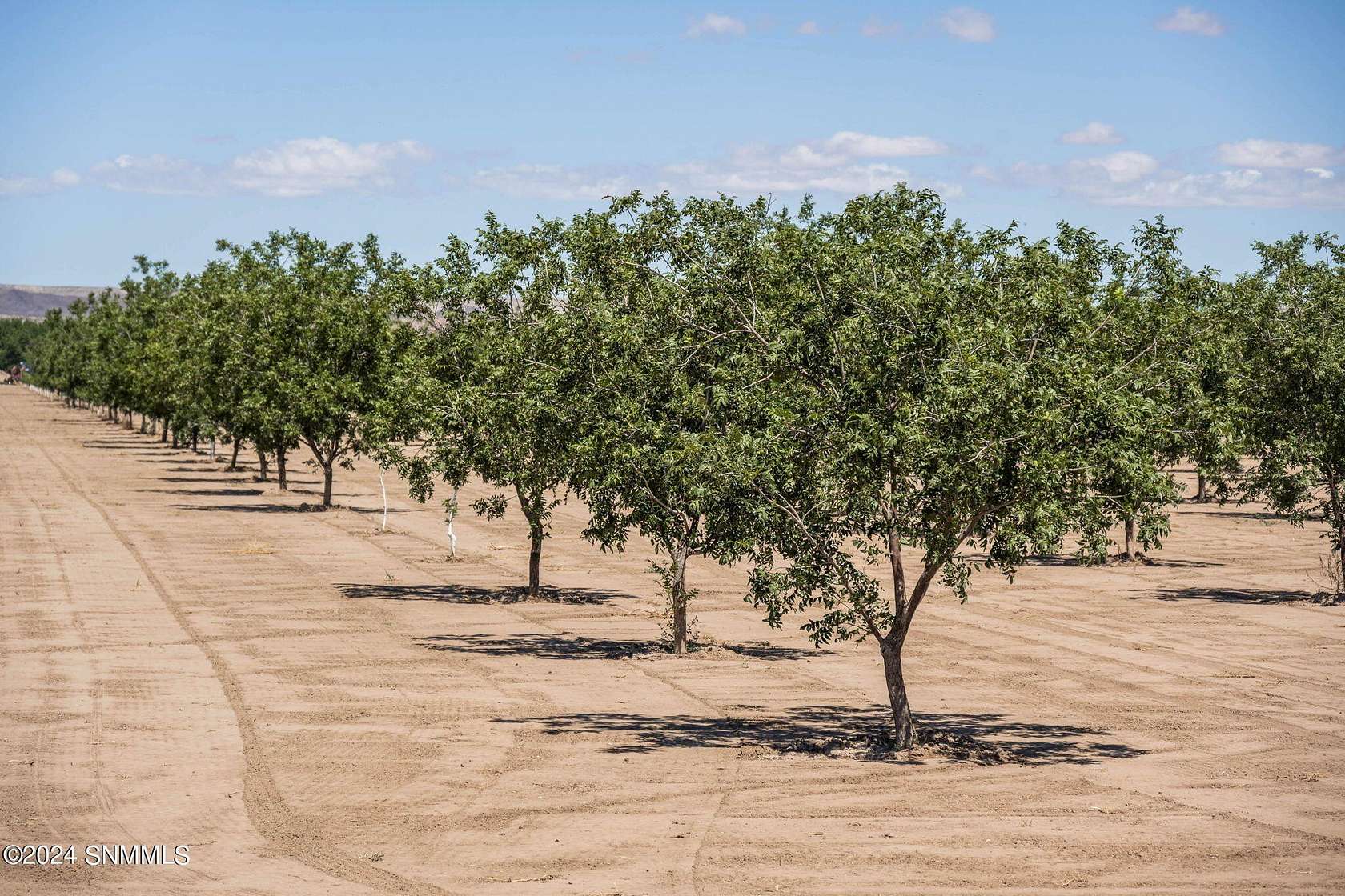 130.71 Acres of Agricultural Land for Sale in Hatch, New Mexico