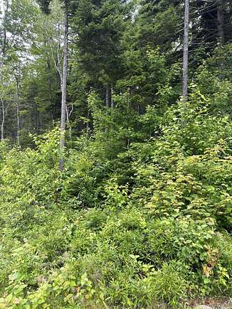 51.85 Acres of Land for Sale in Steuben, Maine