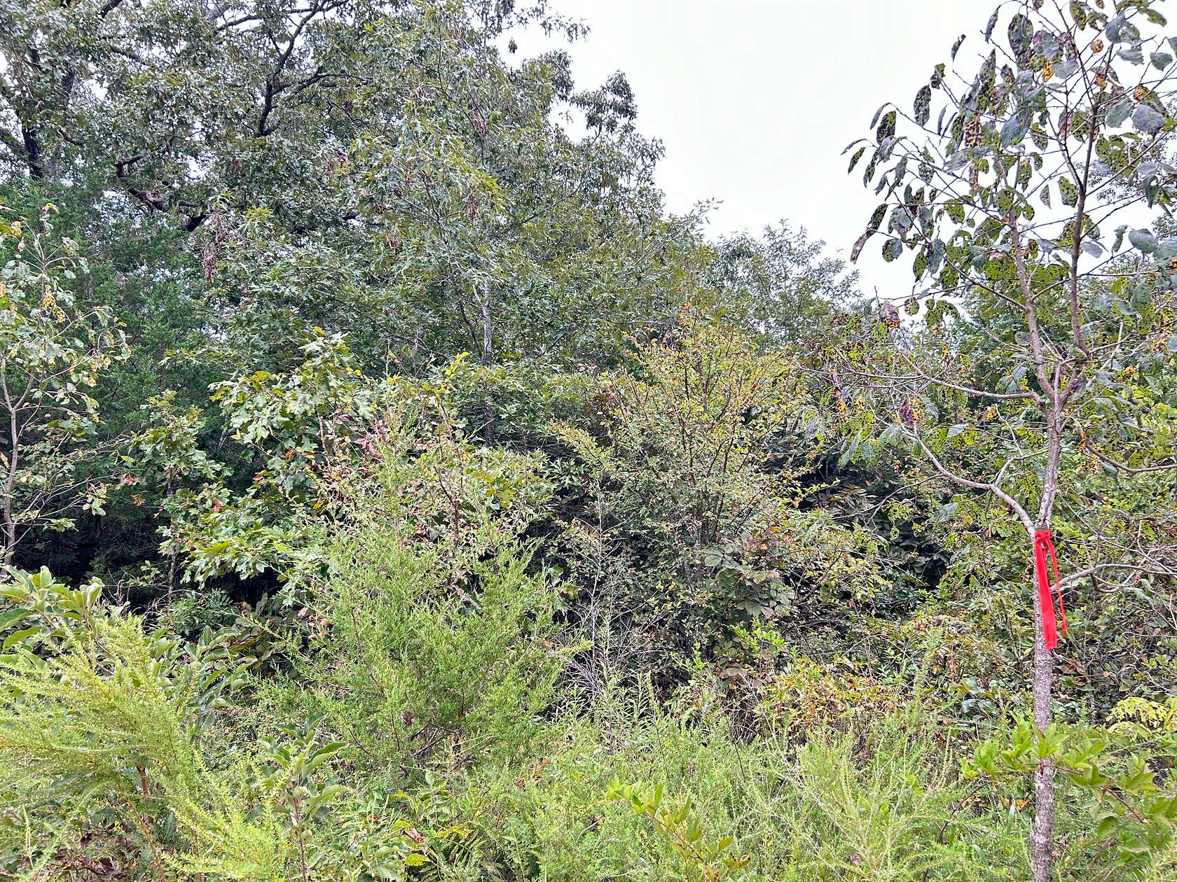 4.89 Acres of Land for Sale in Ash Flat, Arkansas