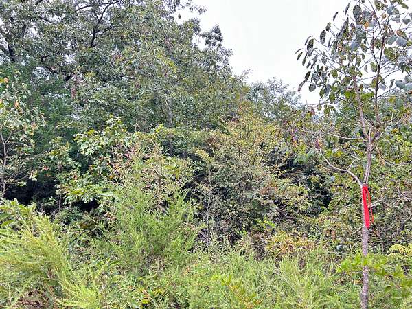 4.89 Acres of Land for Sale in Ash Flat, Arkansas