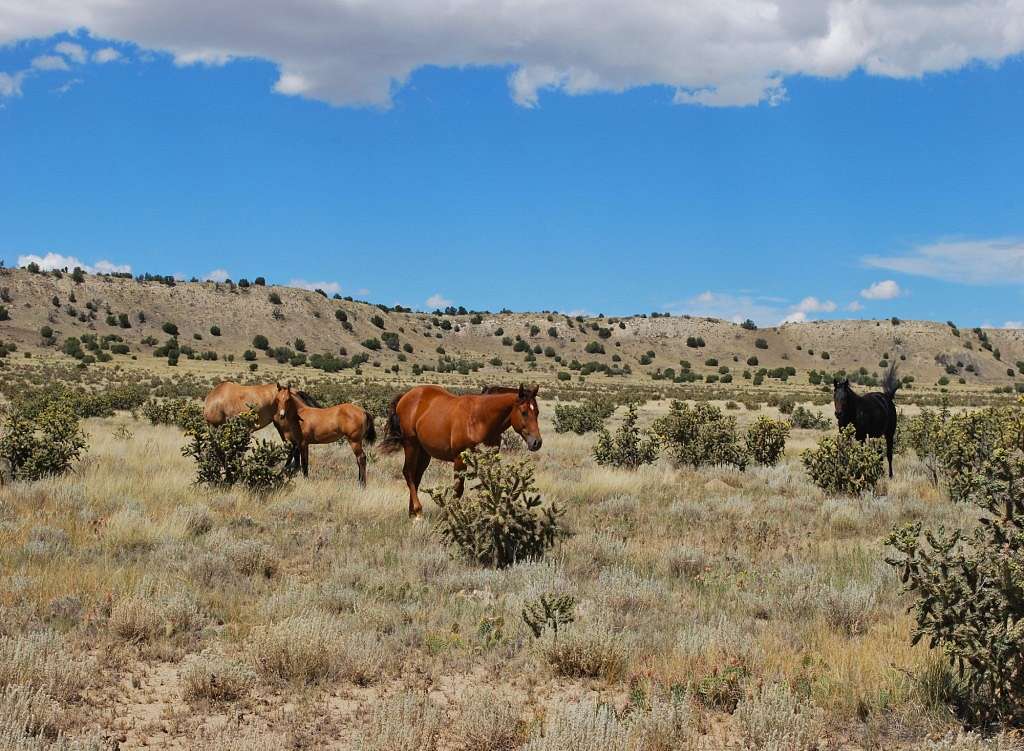 240 Acres of Recreational Land & Farm for Sale in Trinidad, Colorado