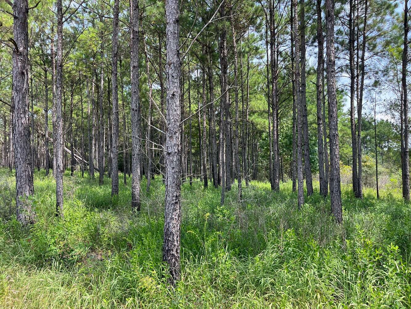 912 Acres of Recreational Land & Farm for Sale in Lucedale, Mississippi