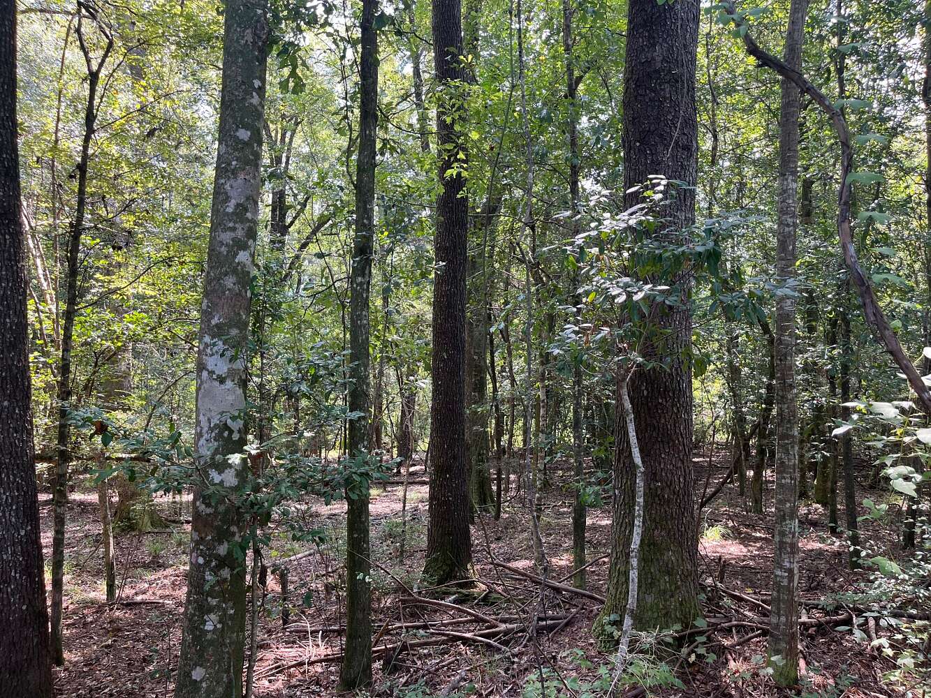 1,316 Acres of Recreational Land for Sale in Lucedale, Mississippi