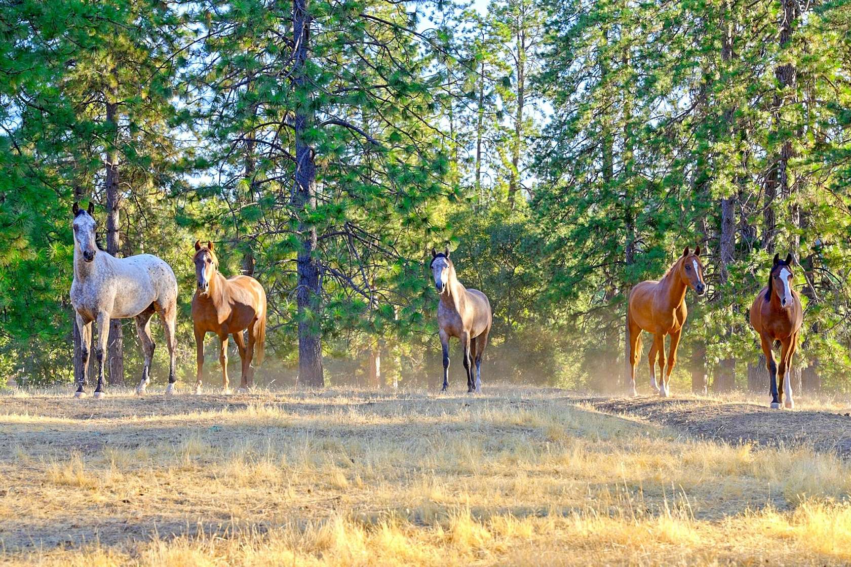 111.6 Acres of Land with Home for Sale in Greenwood, California