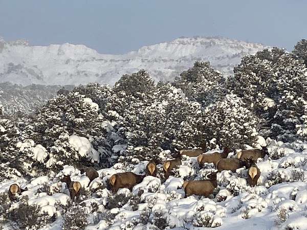 50.5 Acres of Recreational Land & Farm for Sale in Regina, New Mexico