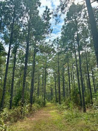 41.7 Acres of Recreational Land for Sale in Mansfield, Louisiana