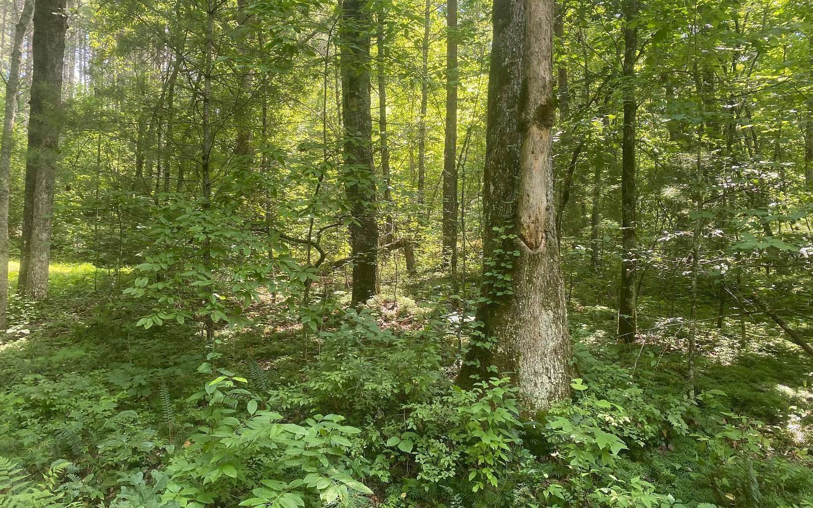 17.98 Acres of Land for Sale in Mineral Bluff, Georgia