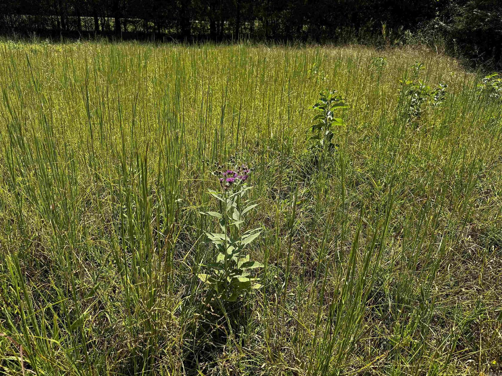 2 Acres of Land for Sale in Oden, Arkansas