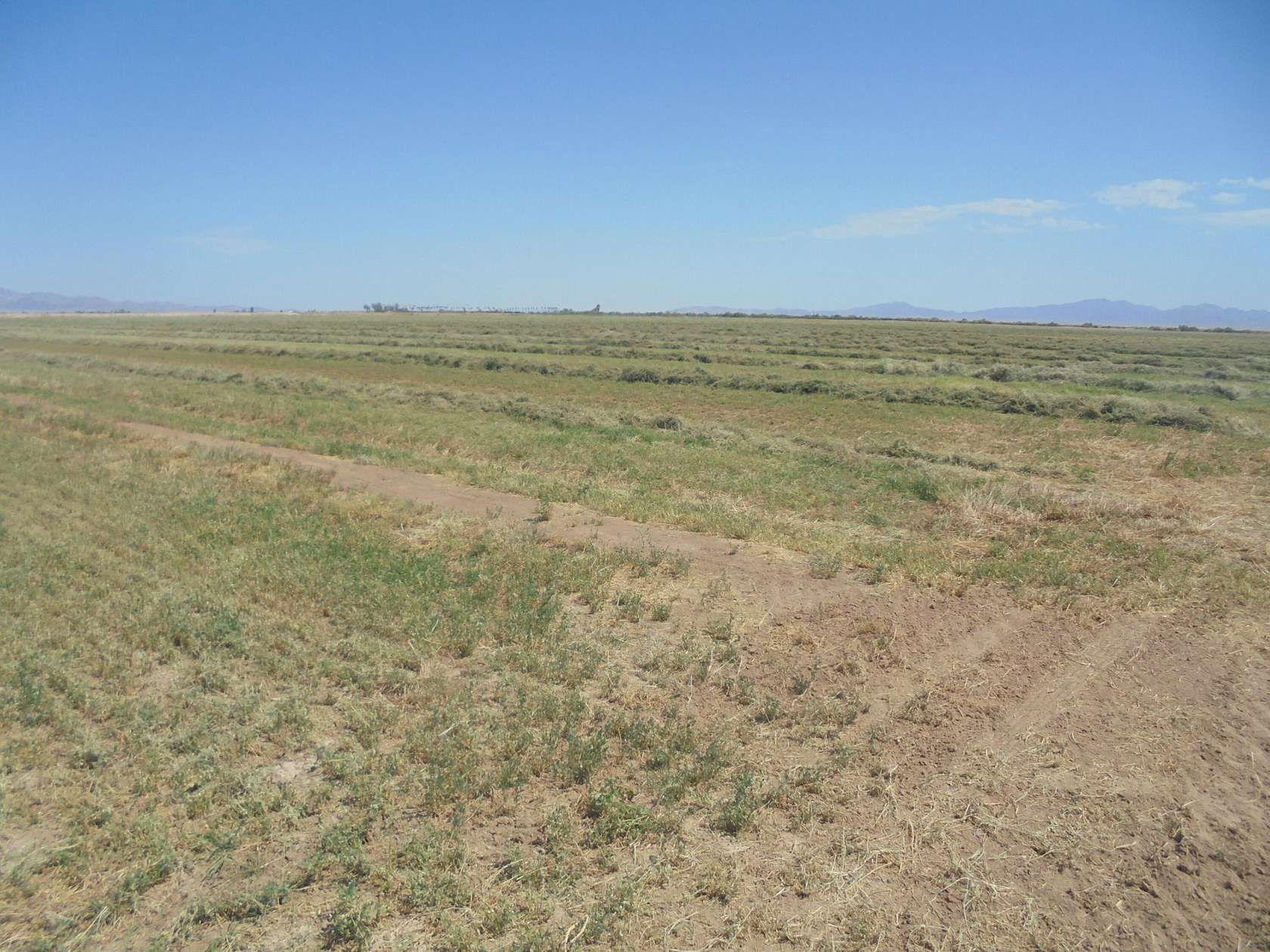 316.44 Acres of Agricultural Land for Sale in Blythe, California