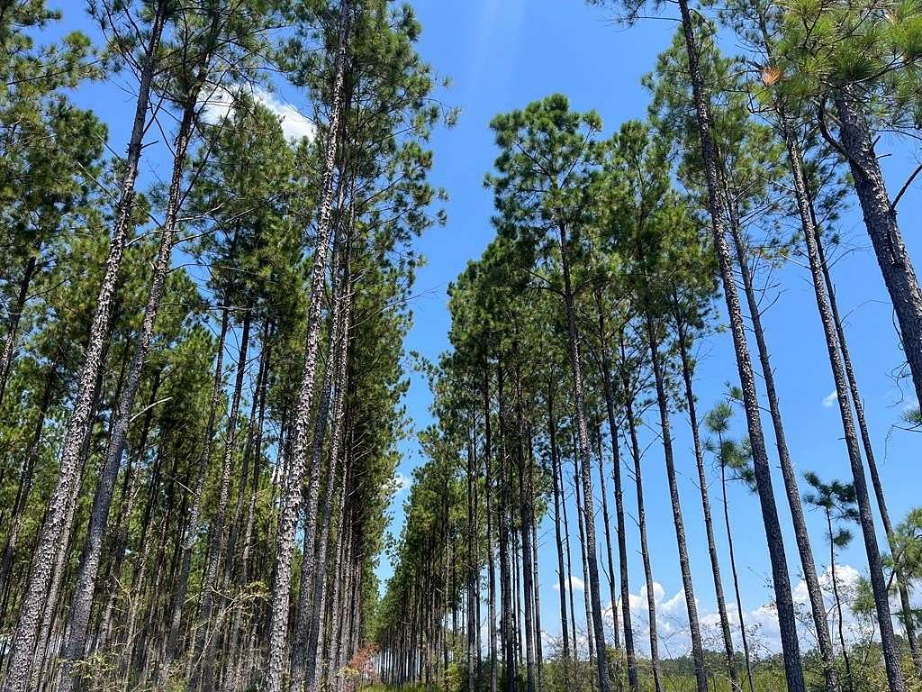 133 Acres of Land for Sale in Columbia, Alabama