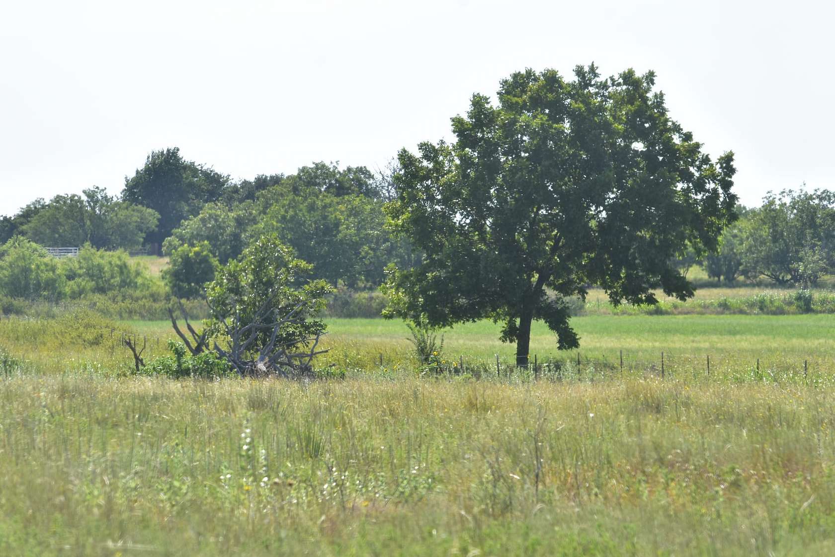 52 Acres of Agricultural Land for Sale in Olney, Texas