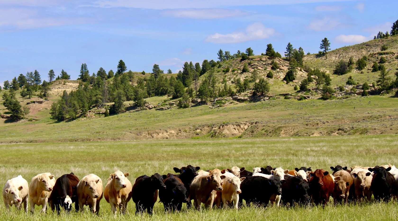 13,800 Acres of Land for Sale in Decker, Montana