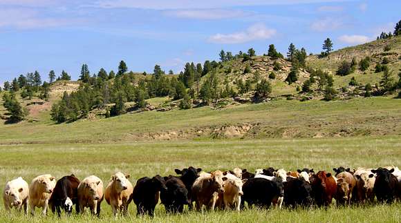 13,800 Acres of Land for Sale in Decker, Montana