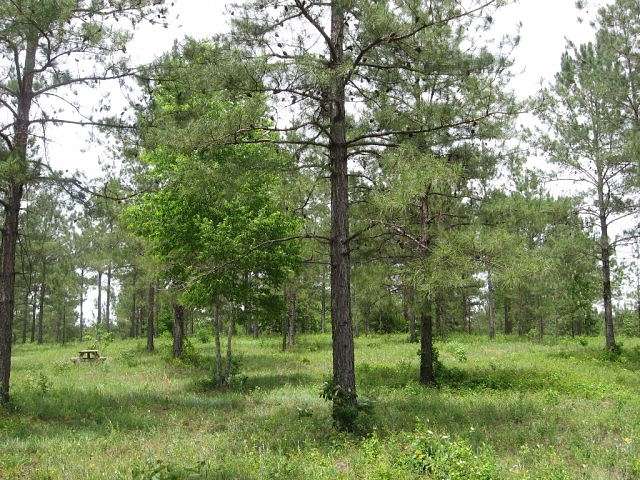 1.94 Acres of Residential Land for Sale in Bainbridge, Georgia